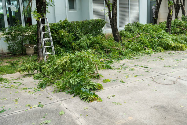 Large Tree Removal